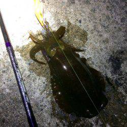 磯歩きでイノシシに遭遇…