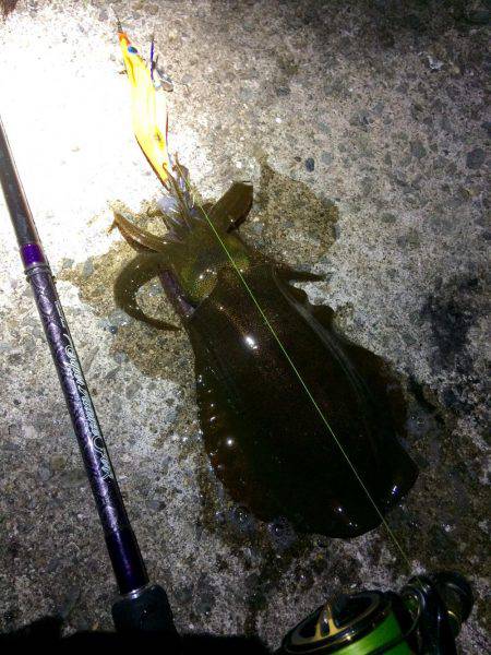 磯歩きでイノシシに遭遇…