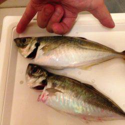 まさかのタチウオ坊主！？