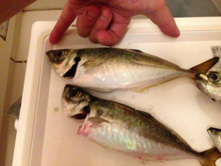 まさかのタチウオ坊主！？