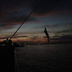 今年初エギング