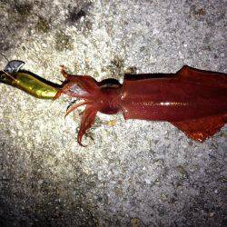 ケンサキとアオリと丸焼きと。