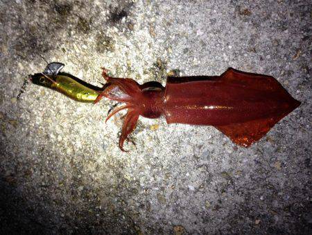 ケンサキとアオリと丸焼きと。