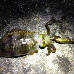 イカの天ぷらが食べたくて