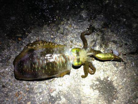 イカの天ぷらが食べたくて