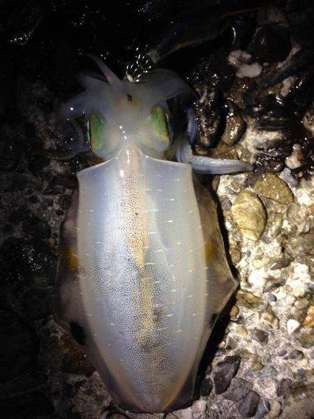 結構釣れました