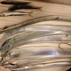 初めて釣った「シログチ」