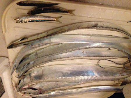 初めて釣った「シログチ」