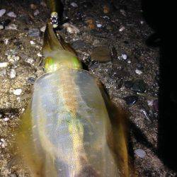 豪雨直後の朝マヅメ釣行 やっぱり渋い