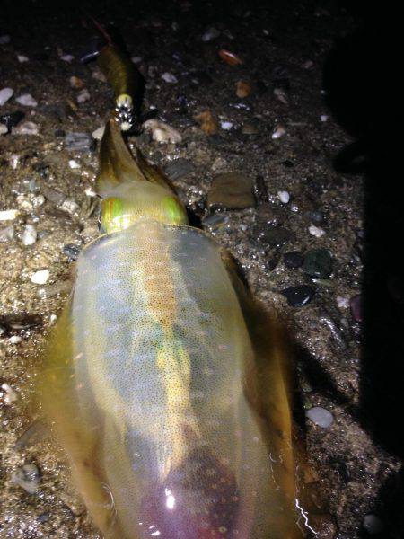 豪雨直後の朝マヅメ釣行 やっぱり渋い