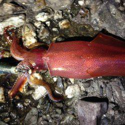 足元で釣れた！