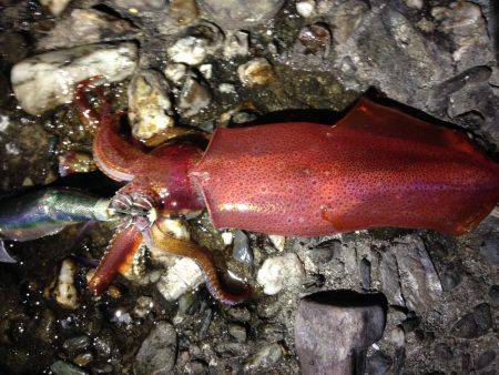 足元で釣れた！