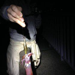 安物竿では当たり分からず。