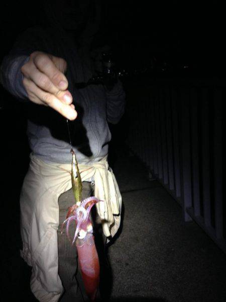 安物竿では当たり分からず。