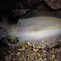 シンカーチューンで底狙い