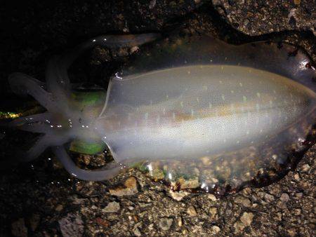 シンカーチューンで底狙い