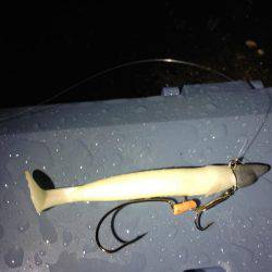 エギングでまたタチウオ