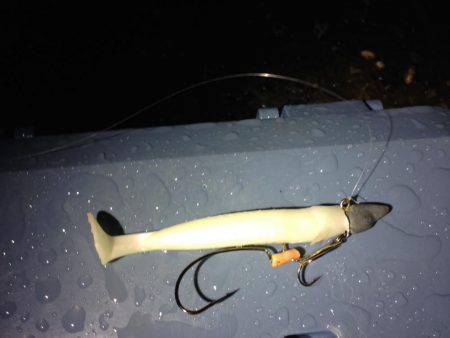 エギングでまたタチウオ