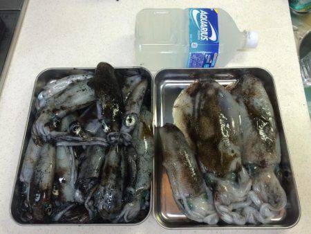 ボートエギングがダメになり陸っぱりエギング…