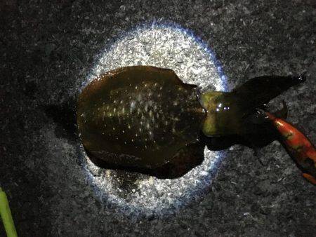 渋くもなく好調でもなく