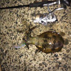 ナイトエギング