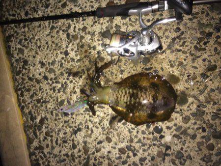 ナイトエギング