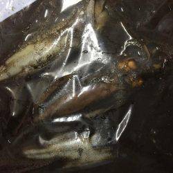 京丹後でランガンエギング