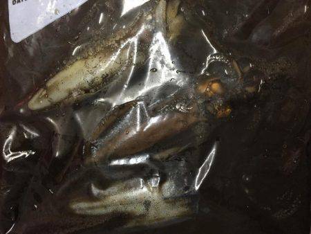 京丹後でランガンエギング