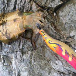 撃沈！秋イカ！