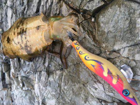 撃沈！秋イカ！