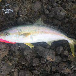 ショアマサ捕獲