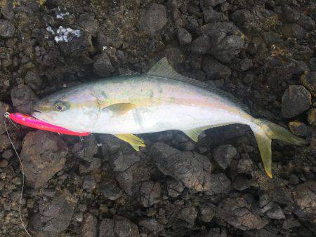 ショアマサ捕獲