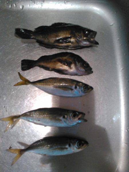 タチウオ&アジング