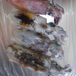 アオリのちツバス