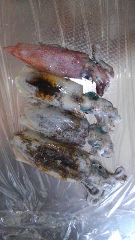 アオリのちツバス