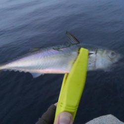 サバ爆釣でした〜！