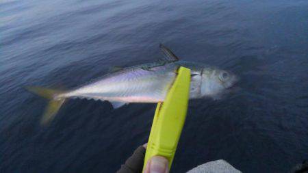 サバ爆釣でした〜！