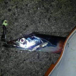 コスモスクエアでドジョウ引き釣り