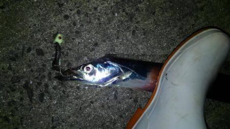 コスモスクエアでドジョウ引き釣り