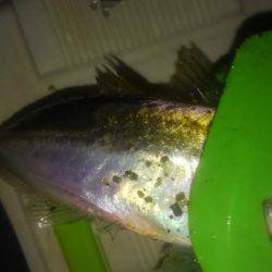 アジフライの材料を調達