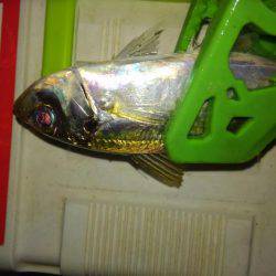 ワインド不発後