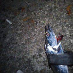 タチウオ浮き釣りへ