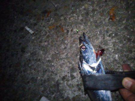 タチウオ浮き釣りへ