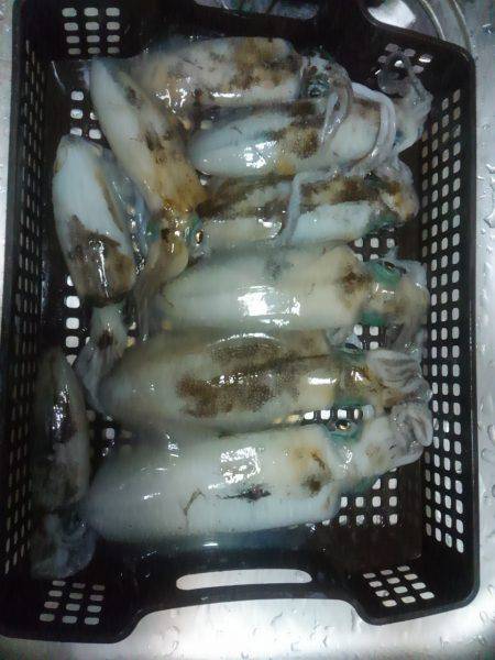 日本海でティップラン