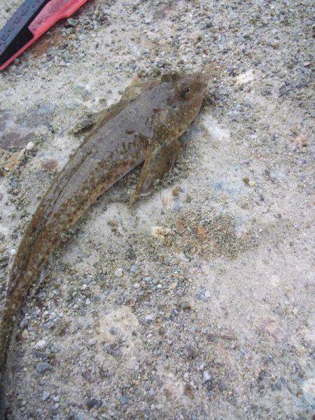 小雨ですが、ちょい投げ