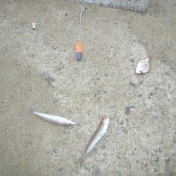 洲本砂場でキス狙い