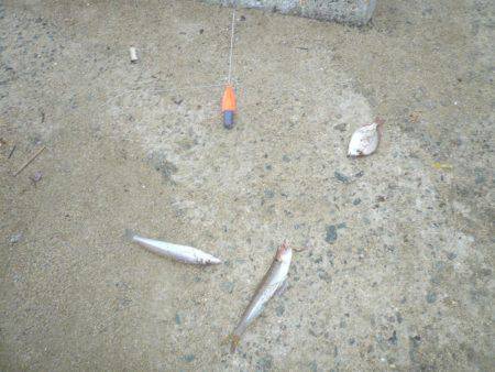 洲本砂場でキス狙い