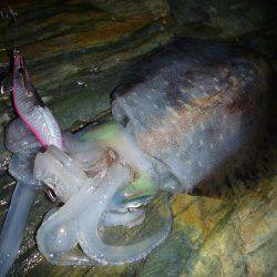 短時間エギング