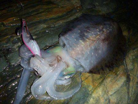 短時間エギング