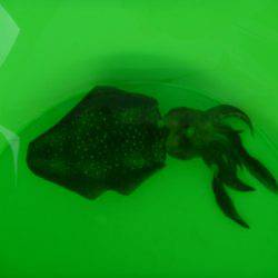 海水浴のついでに。。。